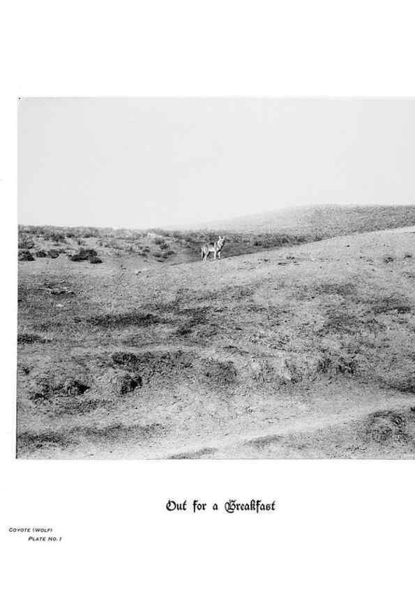 Reproducción/Reproduction 7026590531: Hoofs, claws and antlers of the Rocky Mountains, by the camera.. Denver, Co.F.S. Thayer,1894.