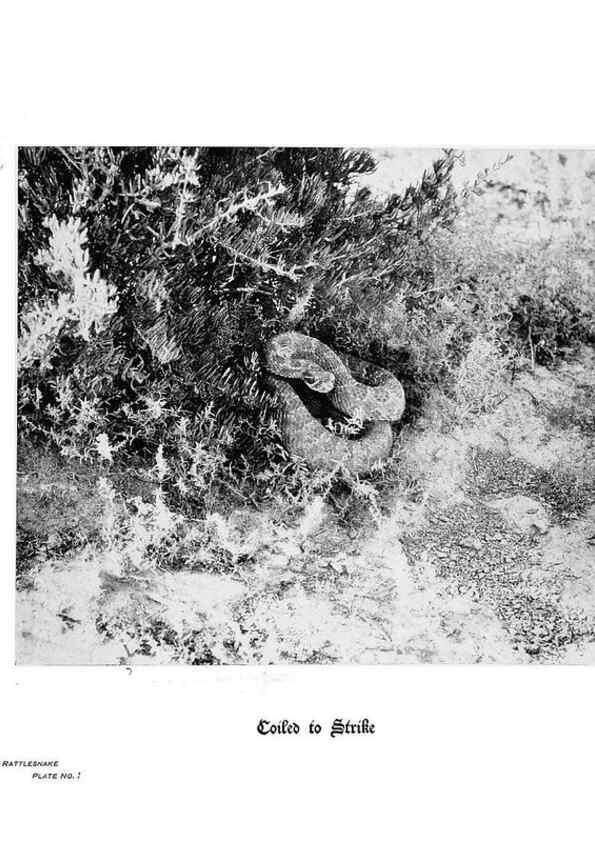 Reproducción/Reproduction 6880491642: Hoofs, claws and antlers of the Rocky Mountains, by the camera.. Denver, Co.F.S. Thayer,1894.