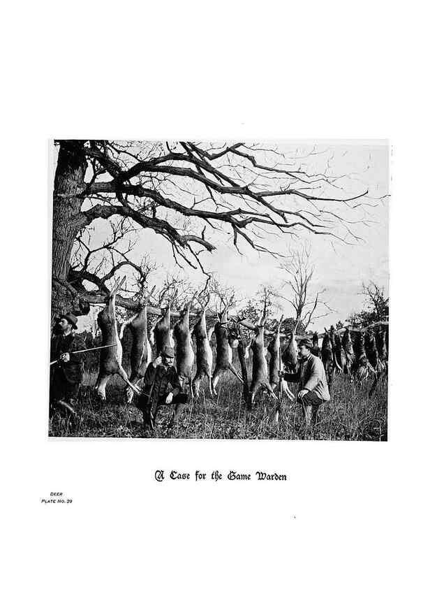 Reproducción/Reproduction 7026592195: Hoofs, claws and antlers of the Rocky Mountains, by the camera.. Denver, Co.F.S. Thayer,1894.