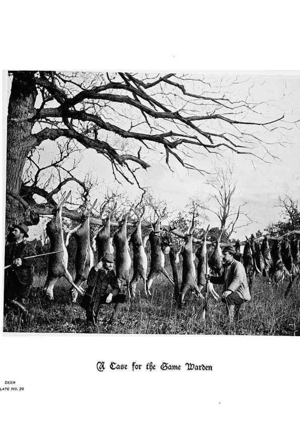 Reproducción/Reproduction 7026592195: Hoofs, claws and antlers of the Rocky Mountains, by the camera.. Denver, Co.F.S. Thayer,1894.