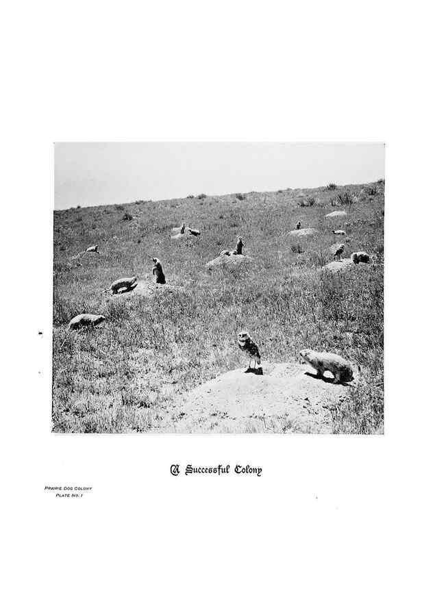 Reproducción/Reproduction 6880493814: Hoofs, claws and antlers of the Rocky Mountains, by the camera.. Denver, Co.F.S. Thayer,1894.