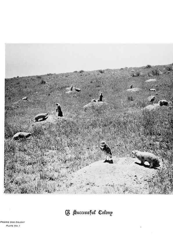 Reproducción/Reproduction 6880493814: Hoofs, claws and antlers of the Rocky Mountains, by the camera.. Denver, Co.F.S. Thayer,1894.