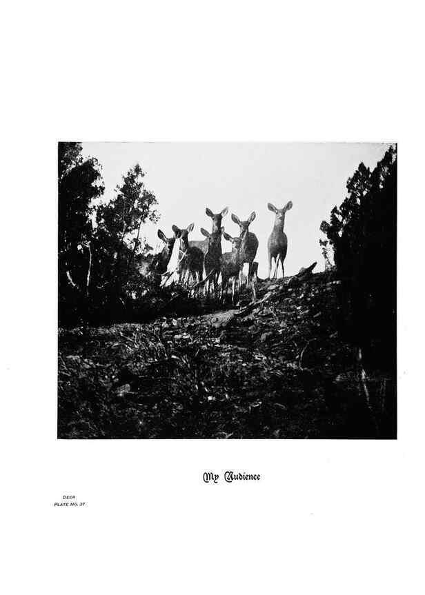 Reproducción/Reproduction 7026594041: Hoofs, claws and antlers of the Rocky Mountains, by the camera.. Denver, Co.F.S. Thayer,1894.