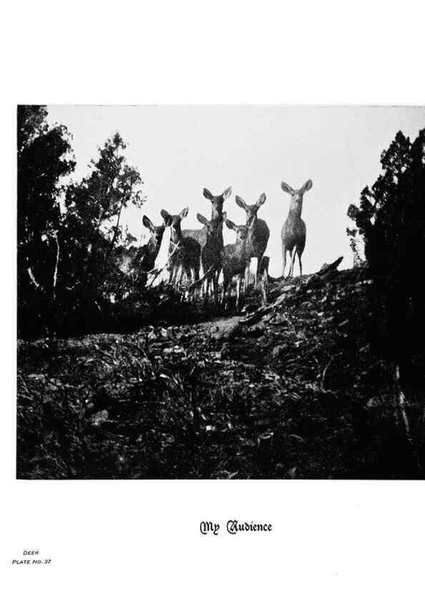 Reproducción/Reproduction 7026594041: Hoofs, claws and antlers of the Rocky Mountains, by the camera.. Denver, Co.F.S. Thayer,1894.