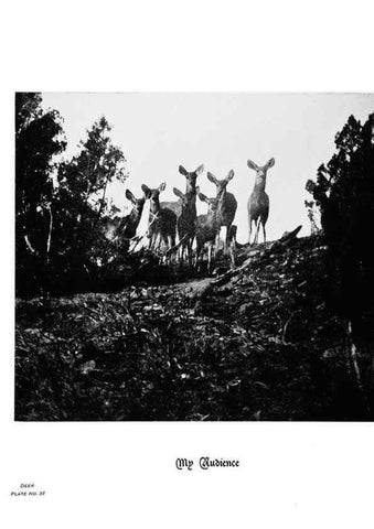 Reproducción/Reproduction 7026594041: Hoofs, claws and antlers of the Rocky Mountains, by the camera.. Denver, Co.F.S. Thayer,1894.