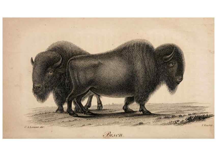 Reproducción/Reproduction 7029430813: American natural history.. Philadelphia,H.C. Carey & I. Lea,1826-28