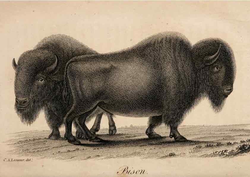 Reproducción/Reproduction 7029430813: American natural history.. Philadelphia,H.C. Carey & I. Lea,1826-28