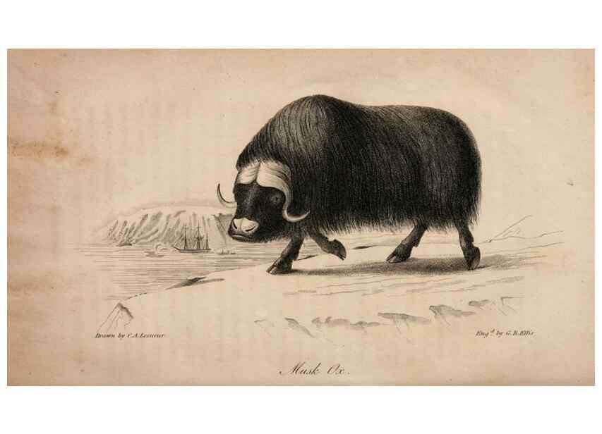 Reproducción/Reproduction 7029431659: American natural history.. Philadelphia,H.C. Carey & I. Lea,1826-28