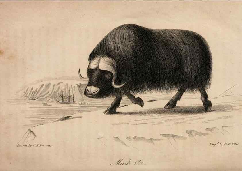 Reproducción/Reproduction 7029431659: American natural history.. Philadelphia,H.C. Carey & I. Lea,1826-28