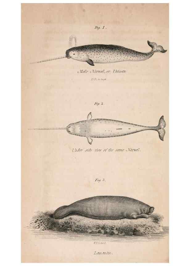 Reproducción/Reproduction 7029432647: American natural history.. Philadelphia,H.C. Carey & I. Lea,1826-28