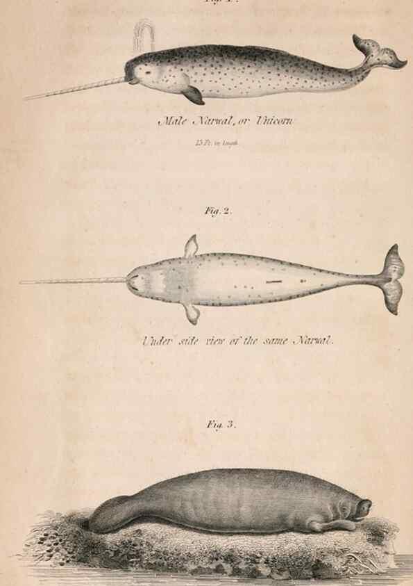 Reproducción/Reproduction 7029432647: American natural history.. Philadelphia,H.C. Carey & I. Lea,1826-28