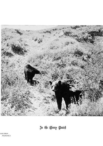 Reproducción/Reproduction 6880489692: Hoofs, claws and antlers of the Rocky Mountains, by the camera.. Denver, Co.F.S. Thayer,1894.
