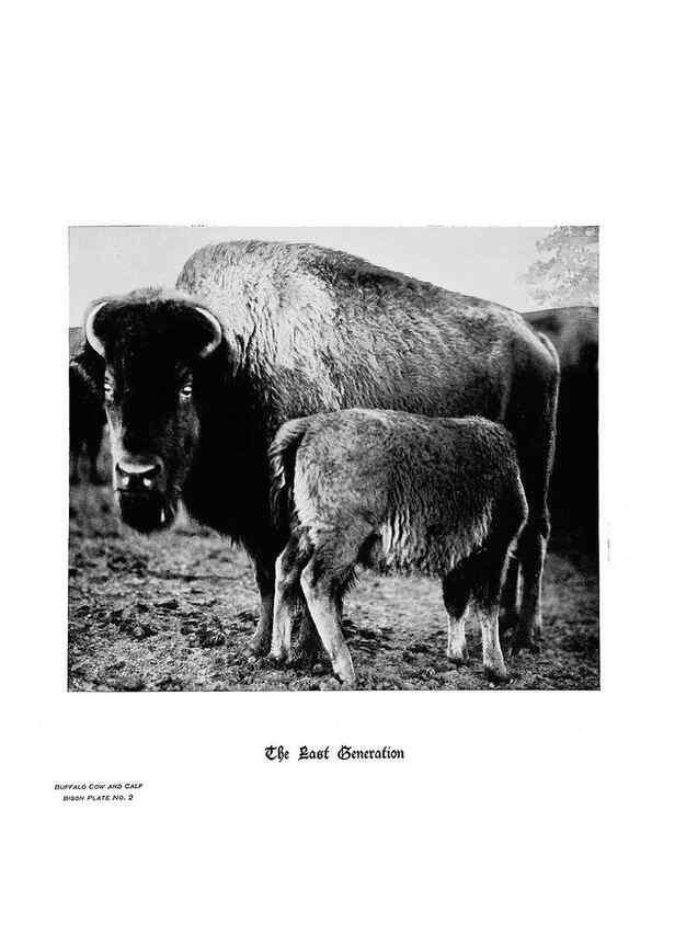 Reproducción/Reproduction 6880489372: Hoofs, claws and antlers of the Rocky Mountains, by the camera.. Denver, Co.F.S. Thayer,1894.
