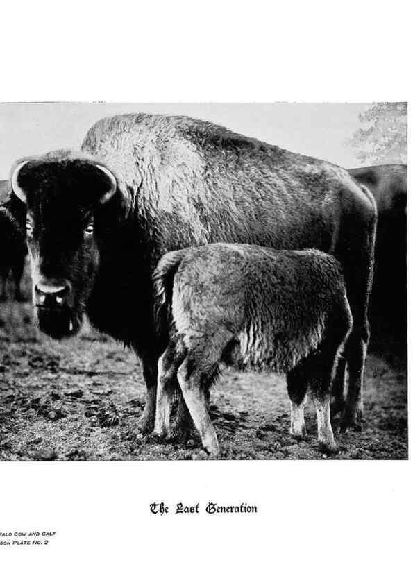 Reproducción/Reproduction 6880489372: Hoofs, claws and antlers of the Rocky Mountains, by the camera.. Denver, Co.F.S. Thayer,1894.