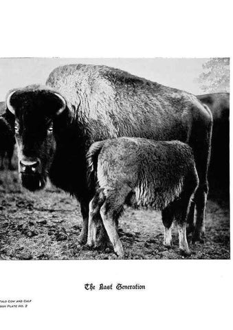 Reproducción/Reproduction 6880489372: Hoofs, claws and antlers of the Rocky Mountains, by the camera.. Denver, Co.F.S. Thayer,1894.