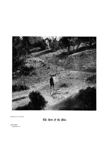 Reproducción/Reproduction 7026583361: Hoofs, claws and antlers of the Rocky Mountains, by the camera.. Denver, Co.F.S. Thayer,1894.