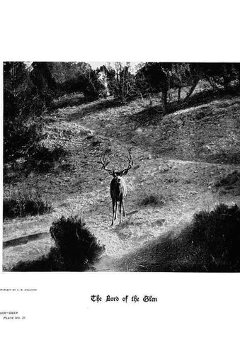 Reproducción/Reproduction 7026583361: Hoofs, claws and antlers of the Rocky Mountains, by the camera.. Denver, Co.F.S. Thayer,1894.