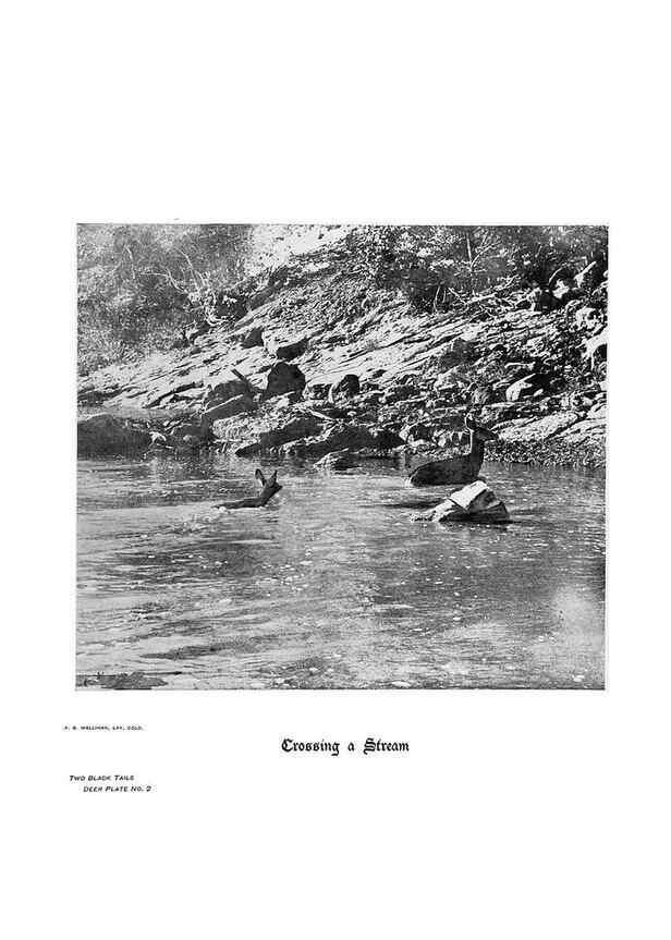 Reproducción/Reproduction 7026583737: Hoofs, claws and antlers of the Rocky Mountains, by the camera.. Denver, Co.F.S. Thayer,1894.