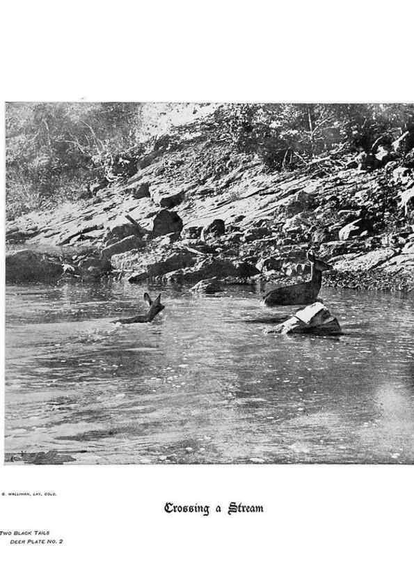 Reproducción/Reproduction 7026583737: Hoofs, claws and antlers of the Rocky Mountains, by the camera.. Denver, Co.F.S. Thayer,1894.