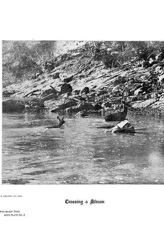 Reproducción/Reproduction 7026583737: Hoofs, claws and antlers of the Rocky Mountains, by the camera.. Denver, Co.F.S. Thayer,1894.