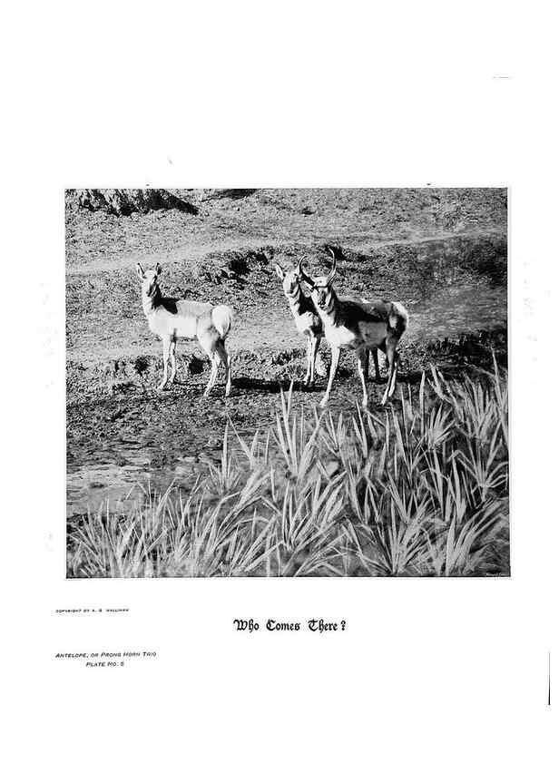 Reproducción/Reproduction 7026584299: Hoofs, claws and antlers of the Rocky Mountains, by the camera.. Denver, Co.F.S. Thayer,1894.