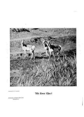 Reproducción/Reproduction 7026584299: Hoofs, claws and antlers of the Rocky Mountains, by the camera.. Denver, Co.F.S. Thayer,1894.
