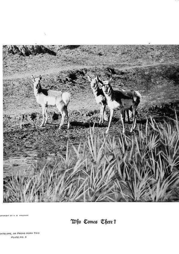 Reproducción/Reproduction 7026584299: Hoofs, claws and antlers of the Rocky Mountains, by the camera.. Denver, Co.F.S. Thayer,1894.