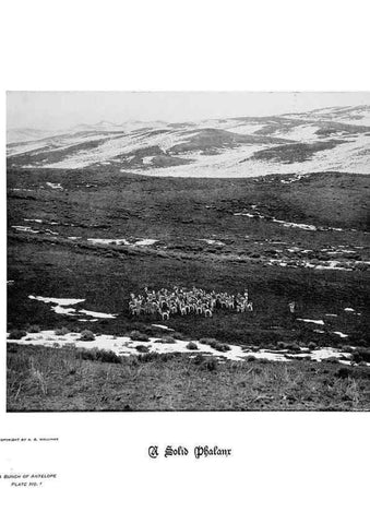 Reproducción/Reproduction 6880484670: Hoofs, claws and antlers of the Rocky Mountains, by the camera.. Denver, Co.F.S. Thayer,1894.