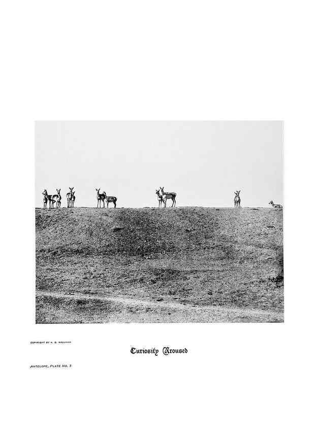 Reproducción/Reproduction 7026584821: Hoofs, claws and antlers of the Rocky Mountains, by the camera.. Denver, Co.F.S. Thayer,1894.
