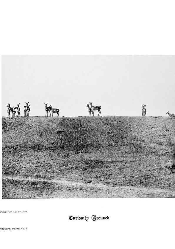 Reproducción/Reproduction 7026584821: Hoofs, claws and antlers of the Rocky Mountains, by the camera.. Denver, Co.F.S. Thayer,1894.