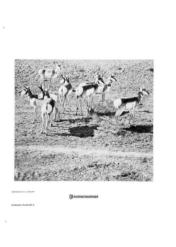 Reproducción/Reproduction 7026585155: Hoofs, claws and antlers of the Rocky Mountains, by the camera.. Denver, Co.F.S. Thayer,1894.