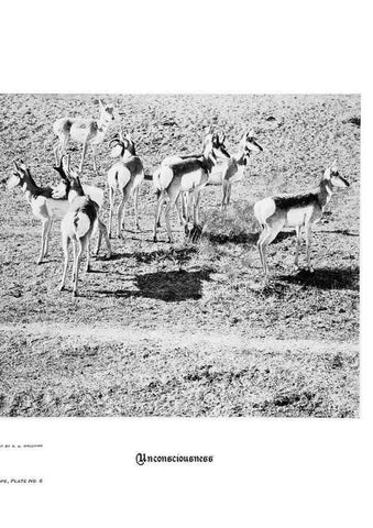 Reproducción/Reproduction 7026585155: Hoofs, claws and antlers of the Rocky Mountains, by the camera.. Denver, Co.F.S. Thayer,1894.