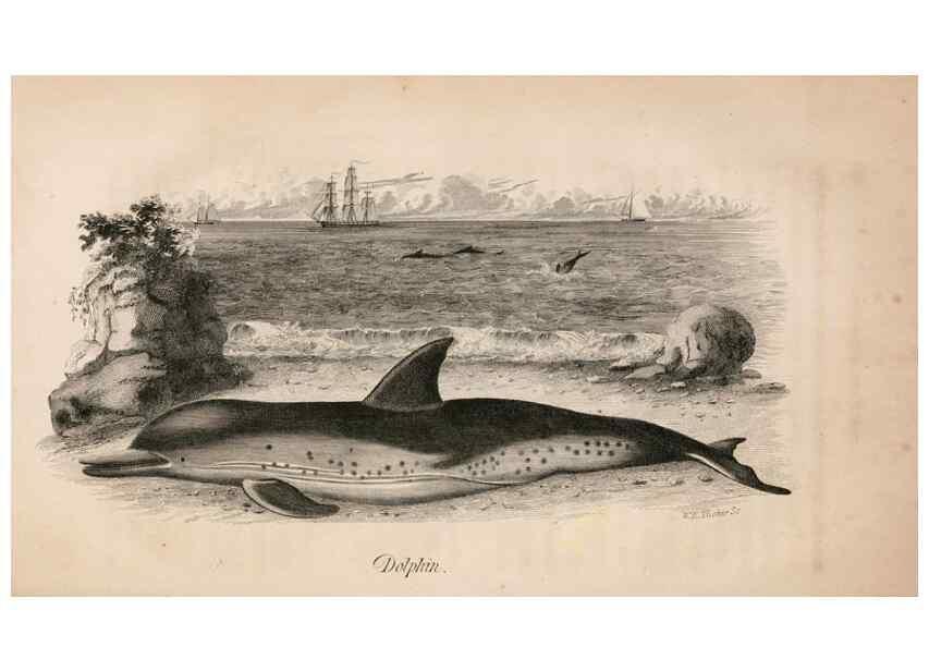 Reproducción/Reproduction 7029433389: American natural history.. Philadelphia,H.C. Carey & I. Lea,1826-28