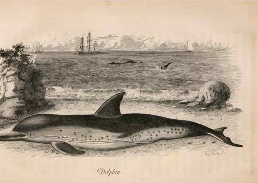 Reproducción/Reproduction 7029433389: American natural history.. Philadelphia,H.C. Carey & I. Lea,1826-28