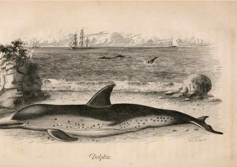 Reproducción/Reproduction 7029433389: American natural history.. Philadelphia,H.C. Carey & I. Lea,1826-28