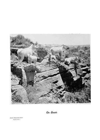 Reproducción/Reproduction 7026585515: Hoofs, claws and antlers of the Rocky Mountains, by the camera.. Denver, Co.F.S. Thayer,1894.