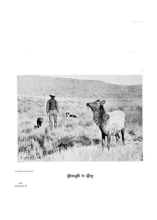Reproducción/Reproduction 6880486284: Hoofs, claws and antlers of the Rocky Mountains, by the camera.. Denver, Co.F.S. Thayer,1894.