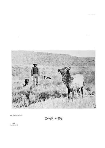 Reproducción/Reproduction 6880486284: Hoofs, claws and antlers of the Rocky Mountains, by the camera.. Denver, Co.F.S. Thayer,1894.