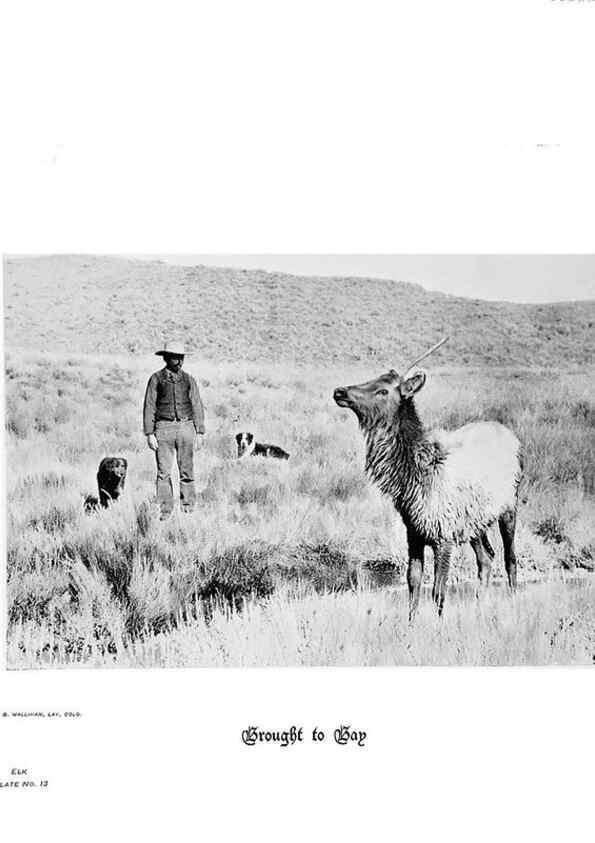 Reproducción/Reproduction 6880486284: Hoofs, claws and antlers of the Rocky Mountains, by the camera.. Denver, Co.F.S. Thayer,1894.