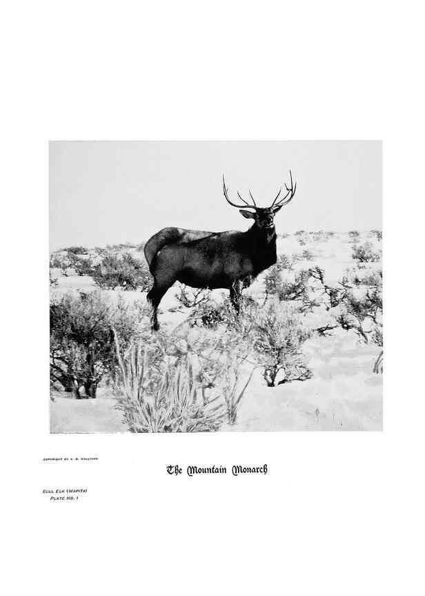 Reproducción/Reproduction 7026586577: Hoofs, claws and antlers of the Rocky Mountains, by the camera.. Denver, Co.F.S. Thayer,1894.