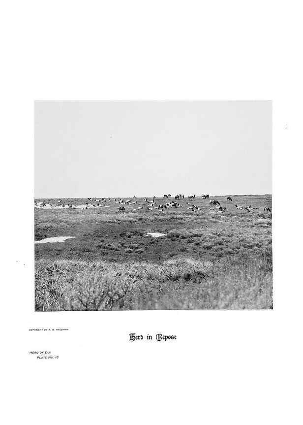 Reproducción/Reproduction 7026587199: Hoofs, claws and antlers of the Rocky Mountains, by the camera.. Denver, Co.F.S. Thayer,1894.