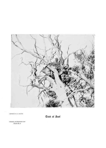 Reproducción/Reproduction 7026587789: Hoofs, claws and antlers of the Rocky Mountains, by the camera.. Denver, Co.F.S. Thayer,1894.