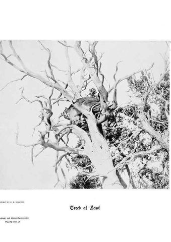 Reproducción/Reproduction 7026587789: Hoofs, claws and antlers of the Rocky Mountains, by the camera.. Denver, Co.F.S. Thayer,1894.