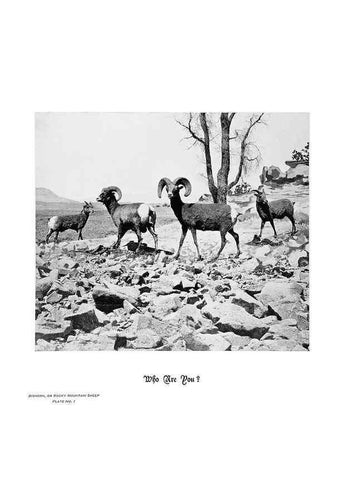 Reproducción/Reproduction 6880488228: Hoofs, claws and antlers of the Rocky Mountains, by the camera.. Denver, Co.F.S. Thayer,1894.