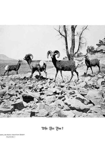 Reproducción/Reproduction 6880488228: Hoofs, claws and antlers of the Rocky Mountains, by the camera.. Denver, Co.F.S. Thayer,1894.