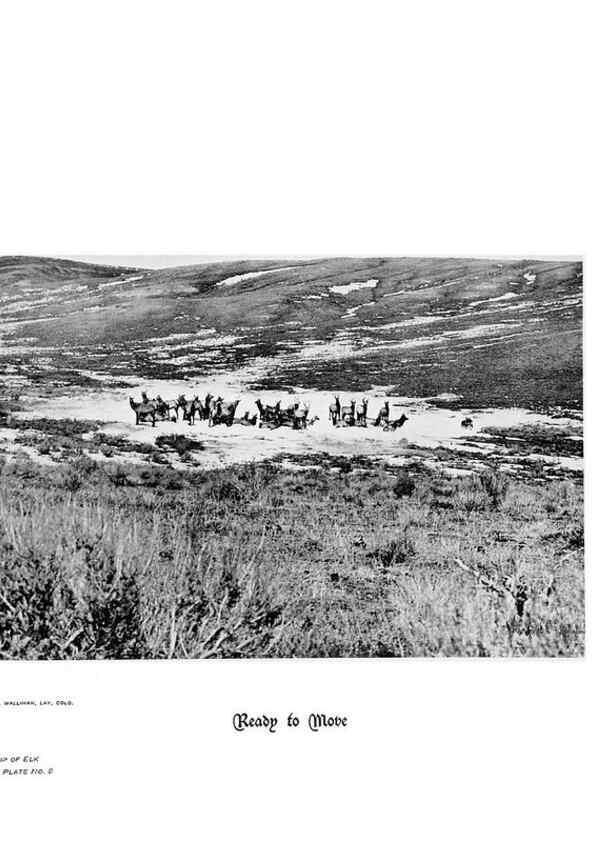 Reproducción/Reproduction 7026585873: Hoofs, claws and antlers of the Rocky Mountains, by the camera.. Denver, Co.F.S. Thayer,1894.