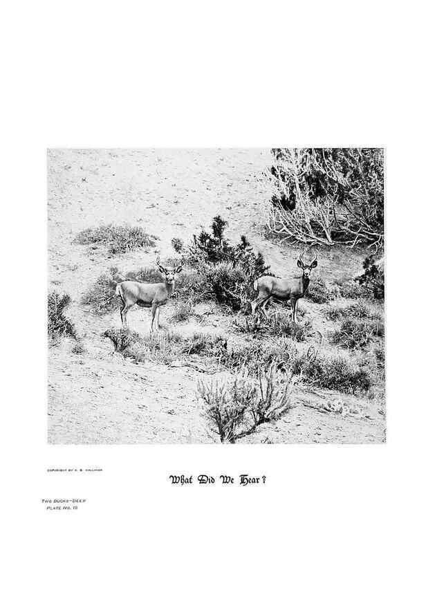 Reproducción/Reproduction 6880482768: Hoofs, claws and antlers of the Rocky Mountains, by the camera.. Denver, Co.F.S. Thayer,1894.