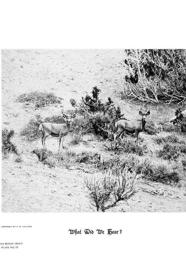 Reproducción/Reproduction 6880482768: Hoofs, claws and antlers of the Rocky Mountains, by the camera.. Denver, Co.F.S. Thayer,1894.