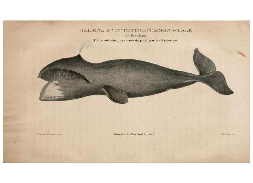 Reproducción/Reproduction 6883333548: American natural history.. Philadelphia,H.C. Carey & I. Lea,1826-28