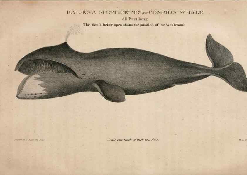 Reproducción/Reproduction 6883333548: American natural history.. Philadelphia,H.C. Carey & I. Lea,1826-28